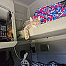 Tyson is registered to the contest to win money with this photo: animal, bananas, blanket, bunk_bed, cat, colorful, compact_space, cozy, domestic, fabric, fan, feline, indoor, kitchen, microwave, pet, relaxed, resting, shelf, tabby_cat
