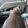 Tyson joined the competition — help win amazing prizes! animal, blanket, car_interior, car_seat, cat, companion, cozy, domestic_animal, door_handle, feline, fur, gray_cat, indoor, pet, relaxation, resting, seat, side_view, travel, window