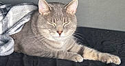 Tyson joined the competition — help win amazing prizes! black_forks, blanket, cat, cozy, cute, domestic_animal, ears, fabric, feline, gray_cat, indoor, nap, paw, pet, relaxed, resting, sleeping, soft_light, tabby, whiskers