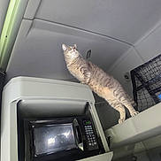 Tyson joined the competition — help win amazing prizes! alert, appliance, cat, clean, compact_space, curious, domestic_animal, feline, gray, indoor, ledges, looking_up, microwave, netted_storage, pet, standing, tabby_cat, technology, transport, vehicle_interior