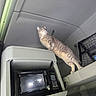 alert, appliance, cat, clean, compact_space, curious, domestic_animal, feline, gray, indoor, ledges, looking_up, microwave, netted_storage, pet, standing, tabby_cat, technology, transport, vehicle_interior