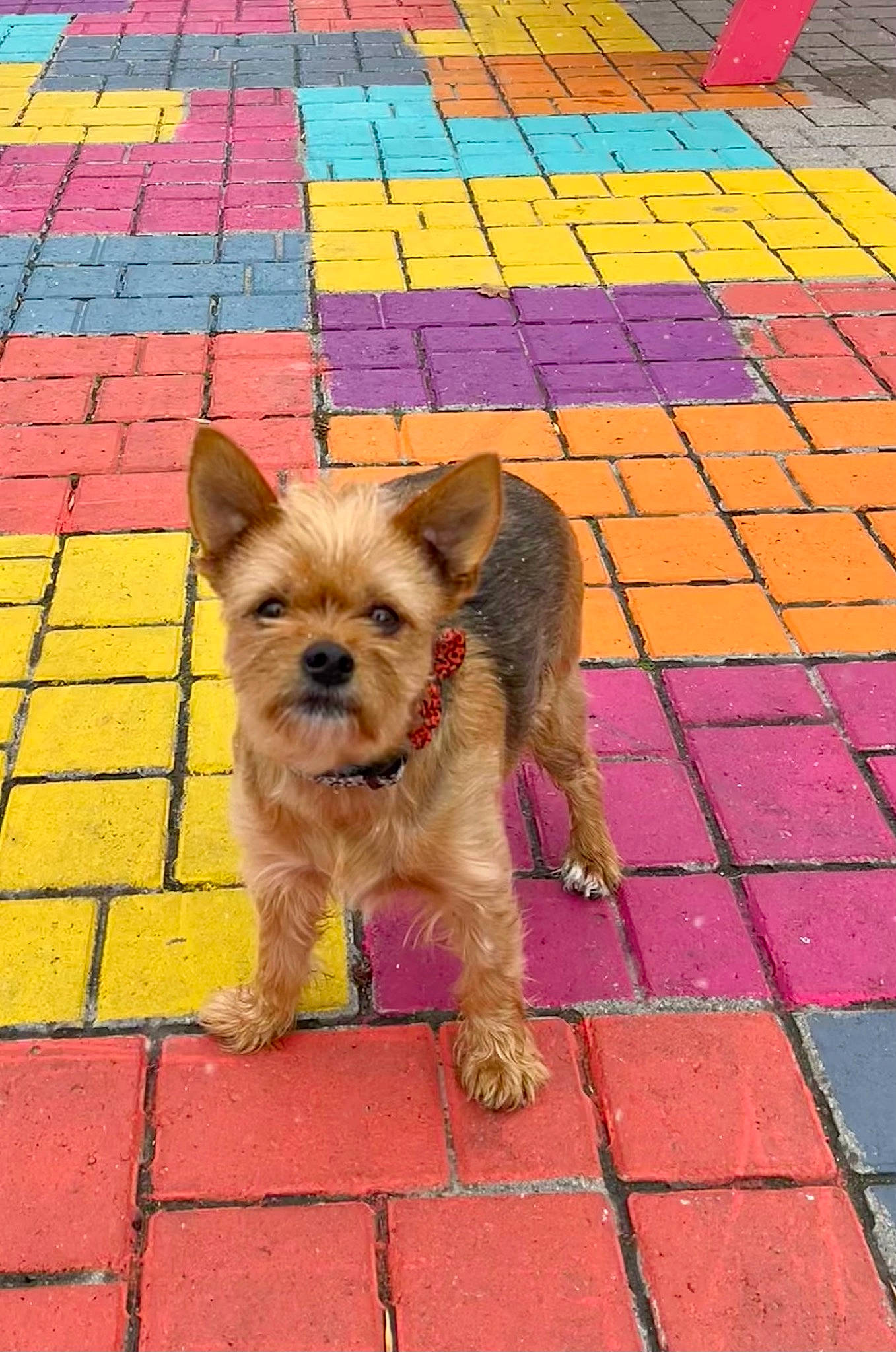 Lucky joined the competition — help win amazing prizes! canidae, carnivore, companion_dog, dog, dog_breed, dog_supply, fawn, flooring, fur, pet_supply, road_surface, sidewalk, small_terrier, snout, sporting_group, terrier, toy_dog, working_animal, working_terrier, yorkipoo