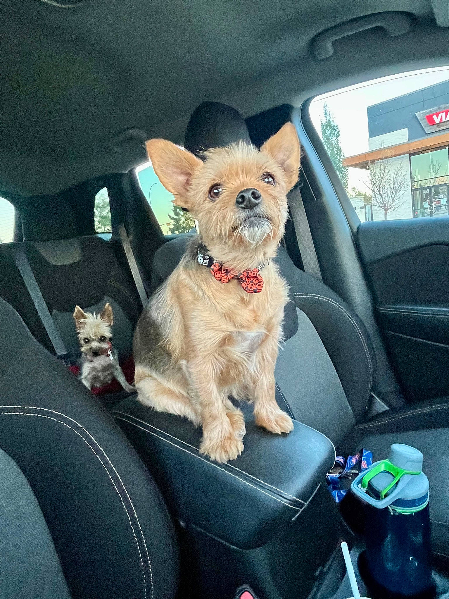 Lucky joined the competition — help win amazing prizes! auto_part, automotive_design, automotive_exterior, automotive_mirror, automotive_window_part, car, car_seat, car_seat_cover, carnivore, collar, companion_dog, dog, dog_breed, family_car, fawn, head_restraint, mode_of_transport, motor_vehicle, vehicle, vehicle_door