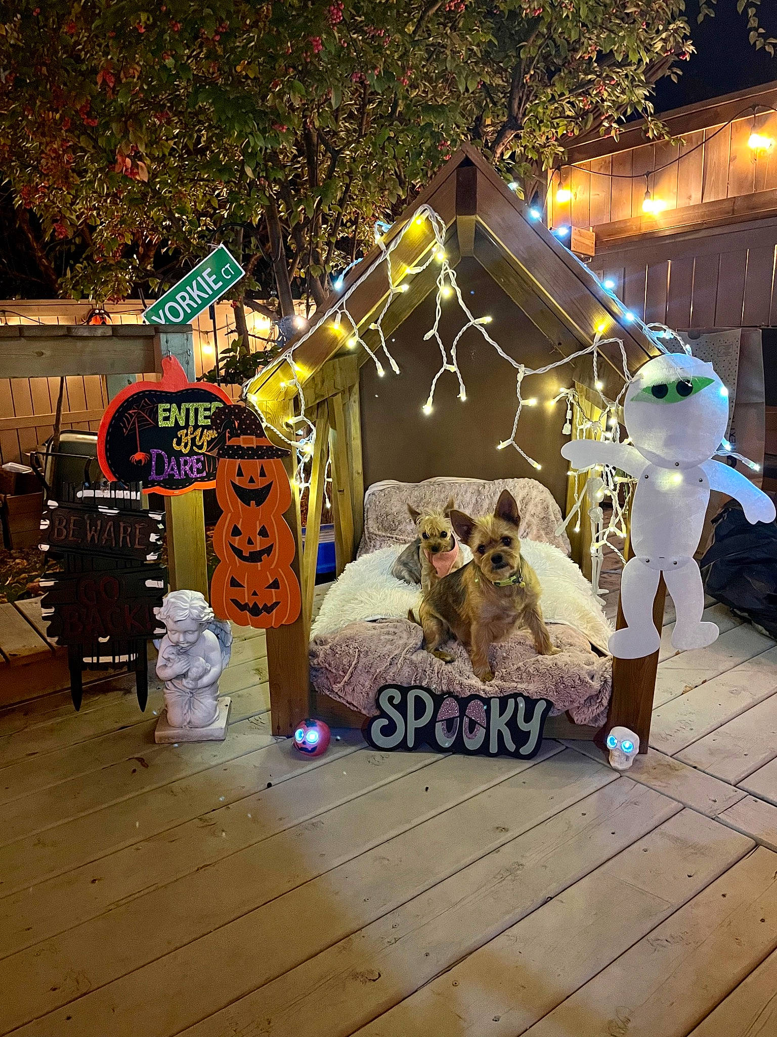 Lucky is registered to the contest to win money with this photo: backyard, christmas_decoration, christmas_lights, city, companion_dog, entertainment, event, flooring, fun, grass, leisure, light_fixture, midnight, night, street, tent, tree, winter, wood, world