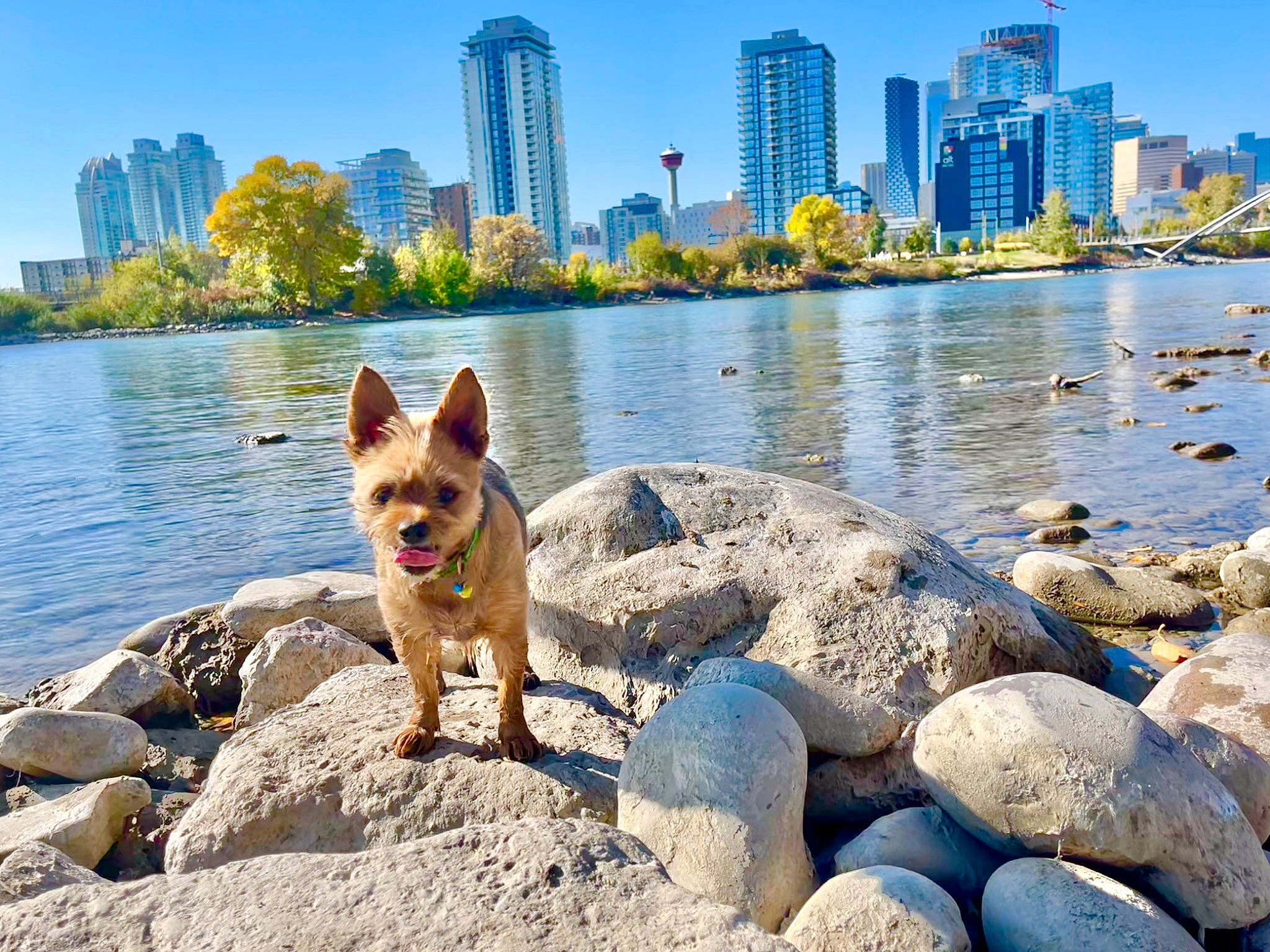 Lucky is registered to the contest to win money with this photo: bank, body_of_water, building, carnivore, city, companion_dog, condominium, dog, dog_breed, fawn, lake, leisure, plant, shore, sky, skyscraper, summer, tower_block, tree, water