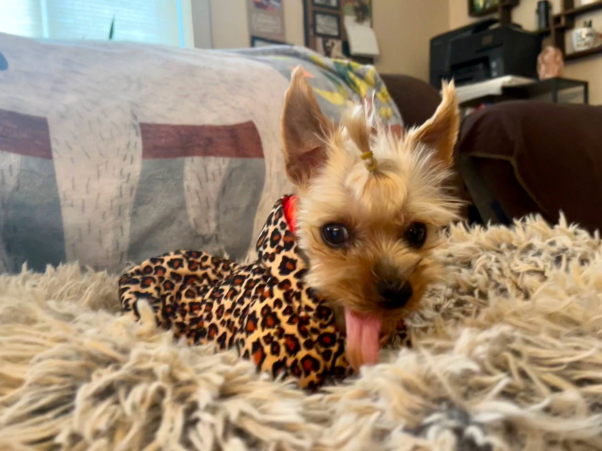 Lilly joined the competition — help win amazing prizes! basket, canidae, carnivore, companion_dog, dog, dog_breed, dog_supply, fawn, felidae, fur, liver, pattern, picture_frame, snout, sporting_group, toy_dog, whiskers, working_animal, yorkipoo, yorkshire_terrier