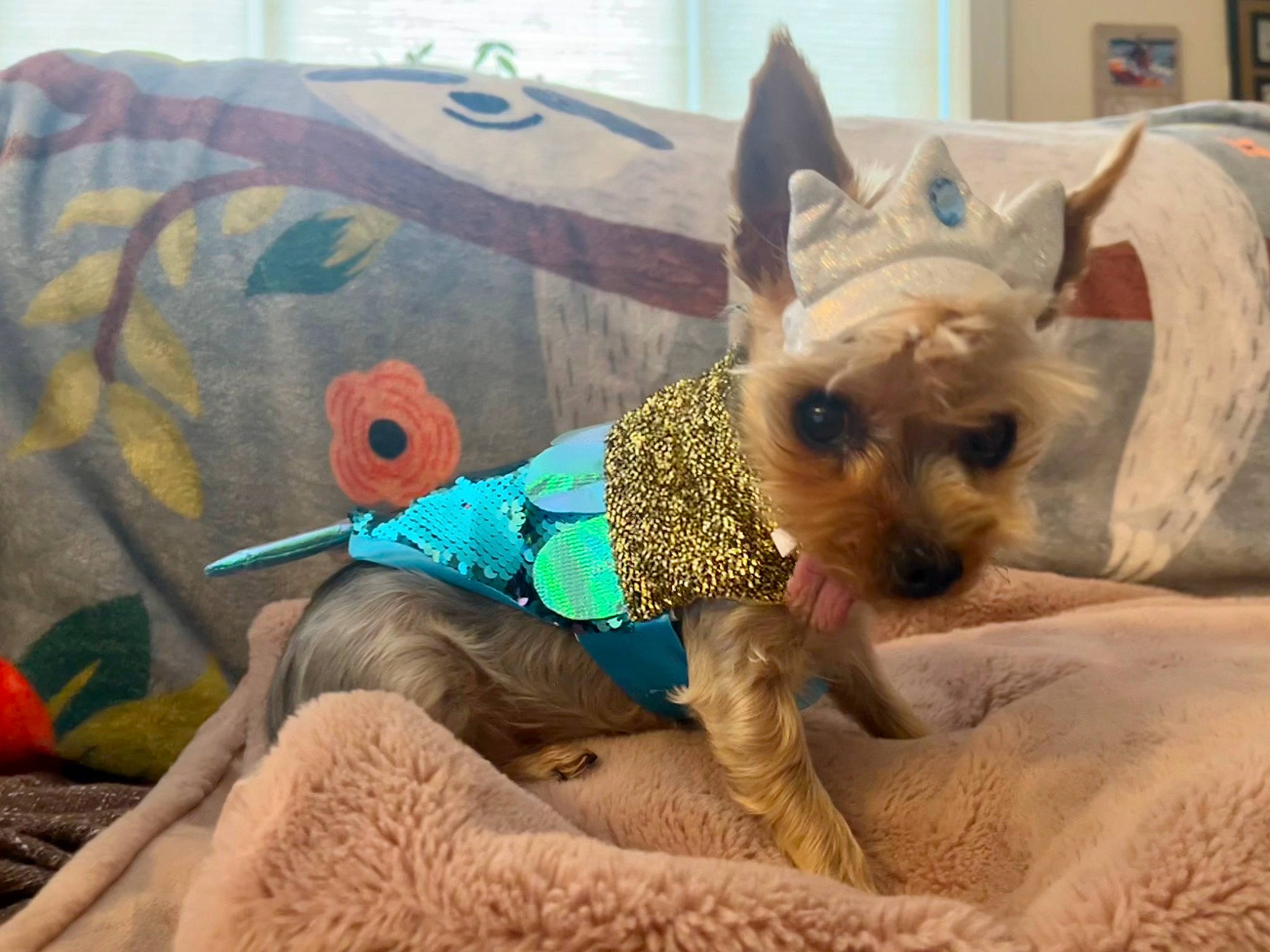 Lilly is registered to the contest to win money with this photo: art, canidae, carnivore, companion_dog, dog, dog_breed, dog_clothes, dog_supply, fashion_accessory, fawn, fur, party_hat, pet_supply, small_terrier, snout, sporting_group, sunglasses, terrier, toy_dog, working_animal