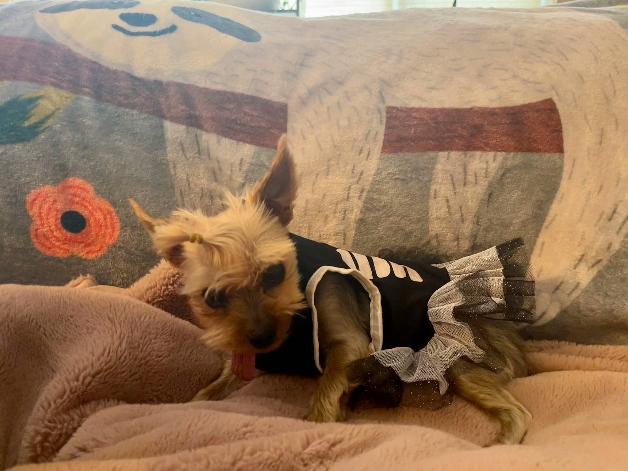 Lilly joined the competition — help win amazing prizes! art, bedding, carnivore, comfort, companion_dog, dog, dog_breed, dog_clothes, dog_supply, fawn, felidae, fur, hat, linens, small_to_medium_sized_cats, snout, sporting_group, throw_pillow, toy_dog, working_animal