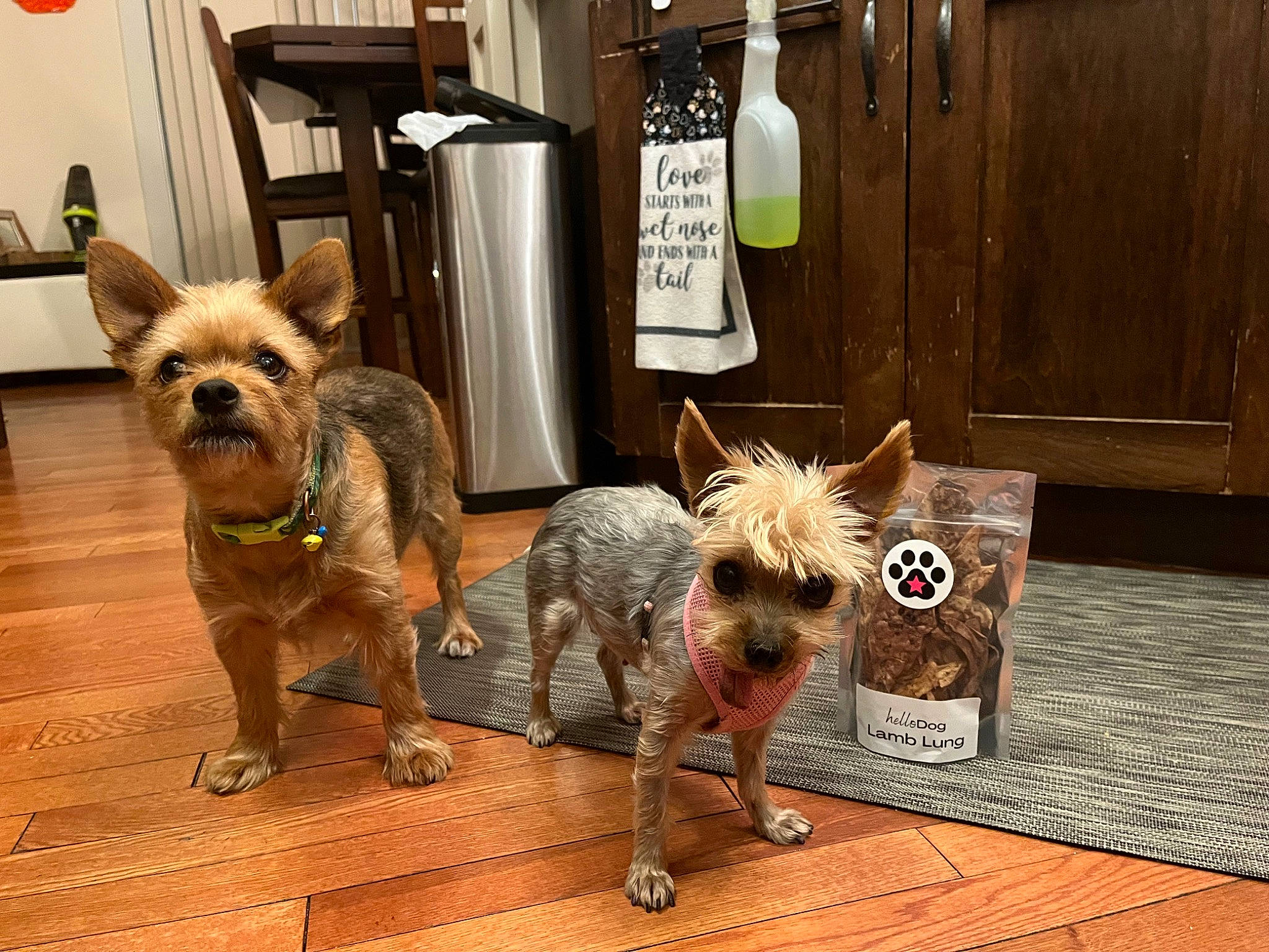 Lilly joined the competition — help win amazing prizes! carnivore, companion_dog, dog, dog_breed, dog_clothes, dog_supply, fashion_accessory, fawn, flooring, fur, leash, mammal, pet_supply, small_terrier, snout, tail, terrier, toy_dog, wood, working_animal