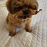 Peanut joined the competition — help win amazing prizes! animal, bed, brown_fur, chew_treat, collar, companion, cozy, cute, dog, domestic, fur, furniture, indoor, pet, pillow, playful, quilt, resting_place, small_dog, white