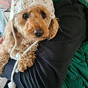 Roucky a rejoint le concours — aidez-le/la à gagner de superbes lots ! dog, curly_hair, knitted_hat, white_hat, pet, indoor, person_holding, arm, green_jacket, black_sleeve, close_up, brown_fur, cute, cozy, warm_clothing, face, eyes, nostrils, fur, portrait