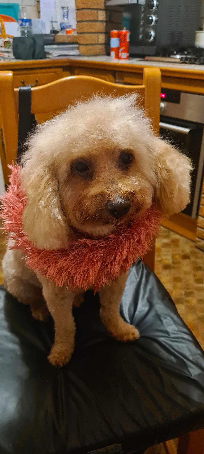 Roucky participe au concours pour gagner de l'argent avec cette photo : dog, fluffy, pet, chair, indoor, kitchen, furniture, cushion, pink_collar, curious, animal, domestic, fur, snout, wood, appliance, canine, companion, household, seated