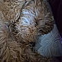 Aribo a rejoint le concours — aidez-le/la à gagner de superbes lots ! dog, sleeping, curly_hair, close_up, pillow, resting, pet, cozy, fur, indoor, animal, calm, cute, mammal, relaxing, snout, whiskers, soft, domestic_animal, companion