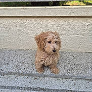 Aribo a rejoint le concours — aidez-le/la à gagner de superbes lots ! animal, beige_wall, curly_fur, cute, daylight, dog, fence, fur, iron_fence, nature, outdoor, pet, puppy, quiet, shy, sitting, small_dog, stone_surface, texture, young_dog