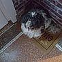 César participe au concours pour gagner de l'argent avec cette photo : animal, black_and_white, brick_wall, companion, corner, curious, dog, door, floor, fluffy, footwear, fur, home, indoor, looking_up, pet, shoe, tile_floor, waiting, welcome_mat
