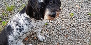 César participe au concours pour gagner de l'argent avec cette photo : animal, black_and_white, canine, closeup, curious, dog, ears, face, fur, grass, gravel, ground, leaf, looking_up, nature, outdoor, pet, sitting, snout, whiskers