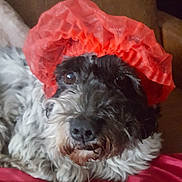 César a rejoint le concours — aidez-le/la à gagner de superbes lots ! animal, blanket, canine, closeup, companion, cozy, cute, cute_pet, dog, domestic_animal, face, fur, furry, indoor, pet, portrait, red, relaxed, resting, shower_cap