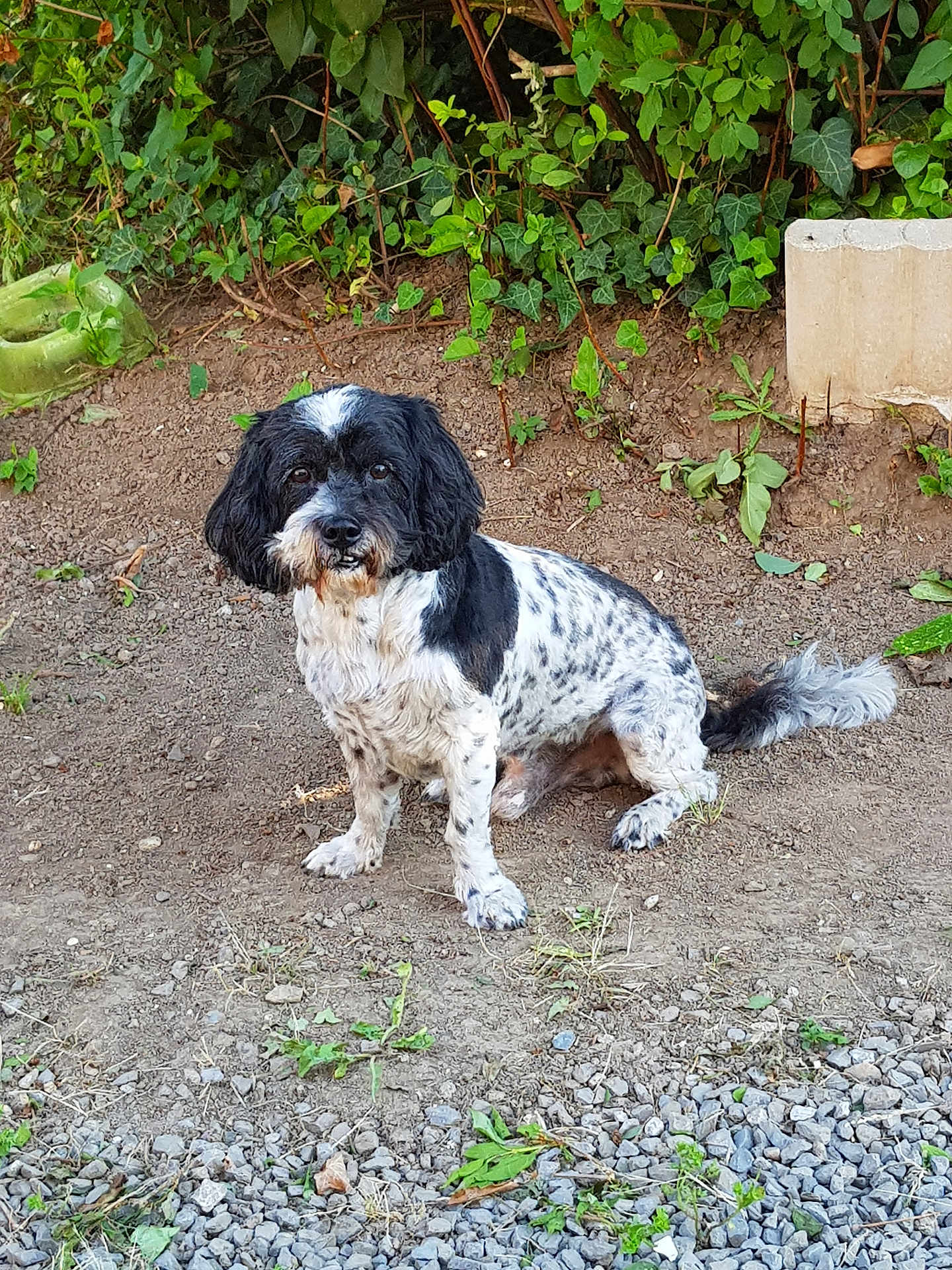 César