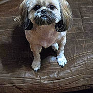 Pebbles joined the competition — help win amazing prizes! dog, small_dog, pet, indoor, brown_couch, leather_couch, wood_floor, looking_up, sitting, fur, cute, companion, animal, household, domestic, paw, ears, face, expression, waiting