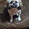 dog, small_dog, pet, indoor, brown_couch, leather_couch, wood_floor, looking_up, sitting, fur, cute, companion, animal, household, domestic, paw, ears, face, expression, waiting