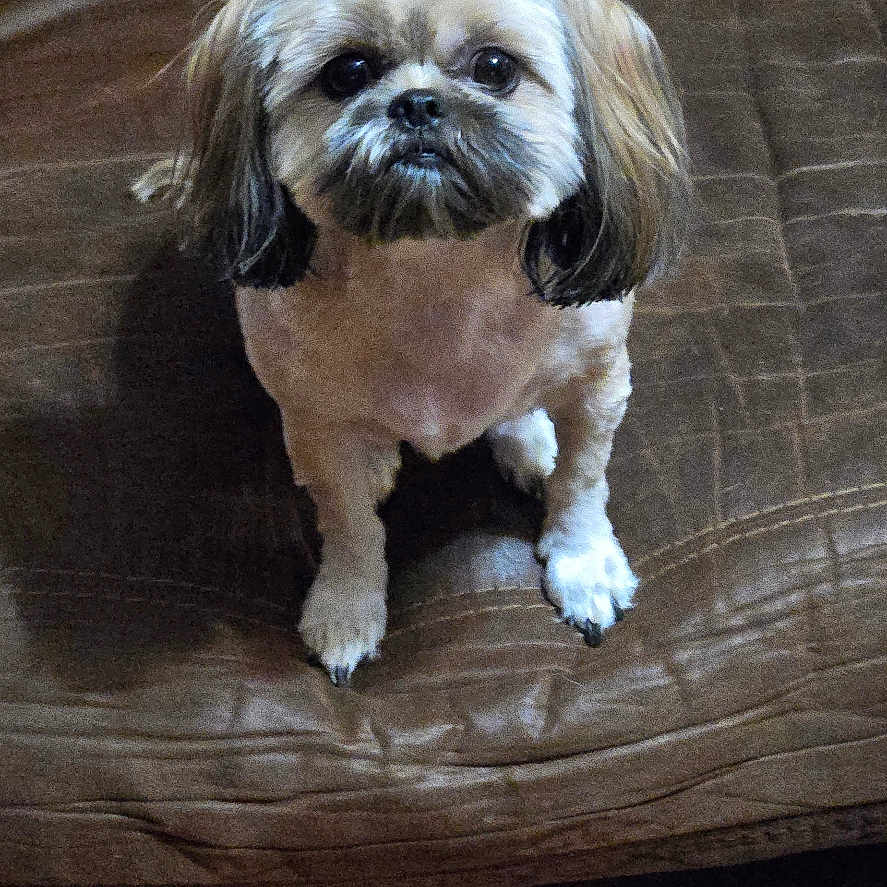 Pebbles