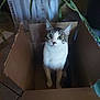 cat, cardboard_box, indoor, plant, curious, wide_eyes, animal, pet, feline, box, looking_up, whiskers, ears, floor, dim_light, home, surprise, sitting, brown, white