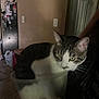 cat, container, indoor, tabby_cat, white_cat, plastic, person, dim_lighting, kitchen, refrigerator, door, floor_tiles, holding, domestic_animal, feline, pet, blurred, clutter, shadow, wall