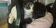 Rambo joined the competition — help win amazing prizes! cat, tabby, cushion, chair, indoor, pet, feline, resting, curious, black, pink, fur, whiskers, ears, floor, tile, household, cozy, relaxed, animal