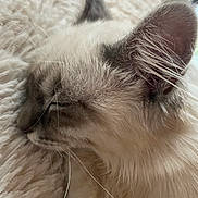 Leo participe au concours pour gagner de l'argent avec cette photo : cat, sleeping, close_up, whiskers, fur, ear, pet, domestic_animal, cozy, blanket, nap, indoor, portrait, feline, long_hair, relaxed, nose, muzzle, soft_texture, eye_closed