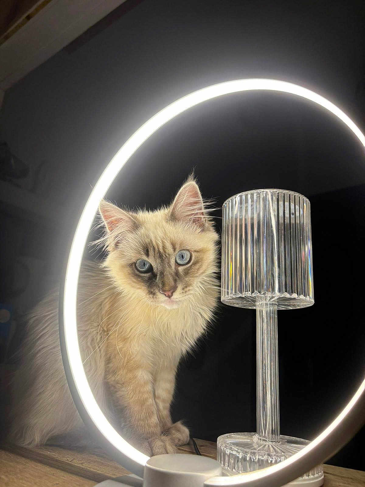 Leo a rejoint le concours — aidez-le/la à gagner de superbes lots ! cat, feline, blue_eyes, ring_light, crystal_lamp, indoor, portrait, fluffy, whiskers, curious, studio_lighting, wooden_table, close_up, pet, ear, paw, gaze, soft_fur, night, decor