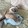 cat, kitten, blue_eyes, plush_toy, fish_toy, paw, fur, bed, pillow, blanket, whiskers, looking_at_camera, indoor, close_up, cute, playful, relaxed, striped_sheet, soft_texture, home_pet