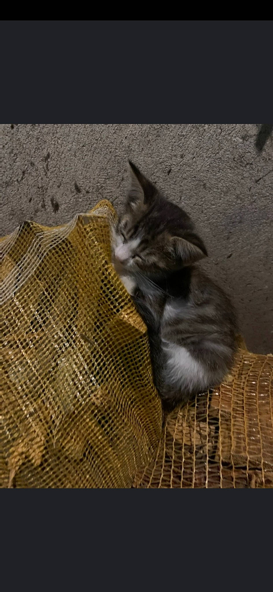 Croustille participe au concours pour gagner de l'argent avec cette photo : carnivore, cat, domestic_short_haired_cat, european_shorthair, felidae, fur, kitten, maine_coon, norwegian_forest_cat, small_to_medium_sized_cats, tabby_cat, tail, whiskers