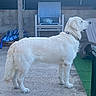 dog, white_dog, outdoor, concrete_floor, chair, plastic_chair, wooden_chair, pet, animal, standing, collar, fence, yard, calm, alert, side_view, domestic_animal, quiet, daytime, background_objects