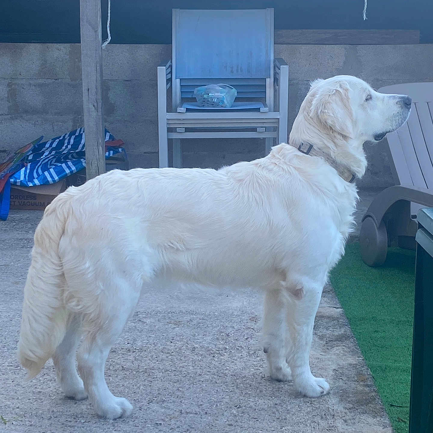 Blue a rejoint le concours — aidez-le/la à gagner de superbes lots ! dog, white_dog, outdoor, concrete_floor, chair, plastic_chair, wooden_chair, pet, animal, standing, collar, fence, yard, calm, alert, side_view, domestic_animal, quiet, daytime, background_objects