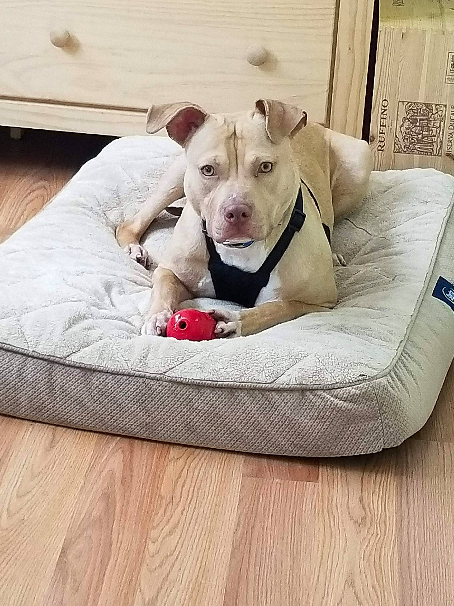 Alaric is registered to the contest to win money with this photo: american_pit_bull_terrier, bed, dog, dog_bed, dog_breed, dog_breed_group, dog_like_mammal, pit_bull, snout