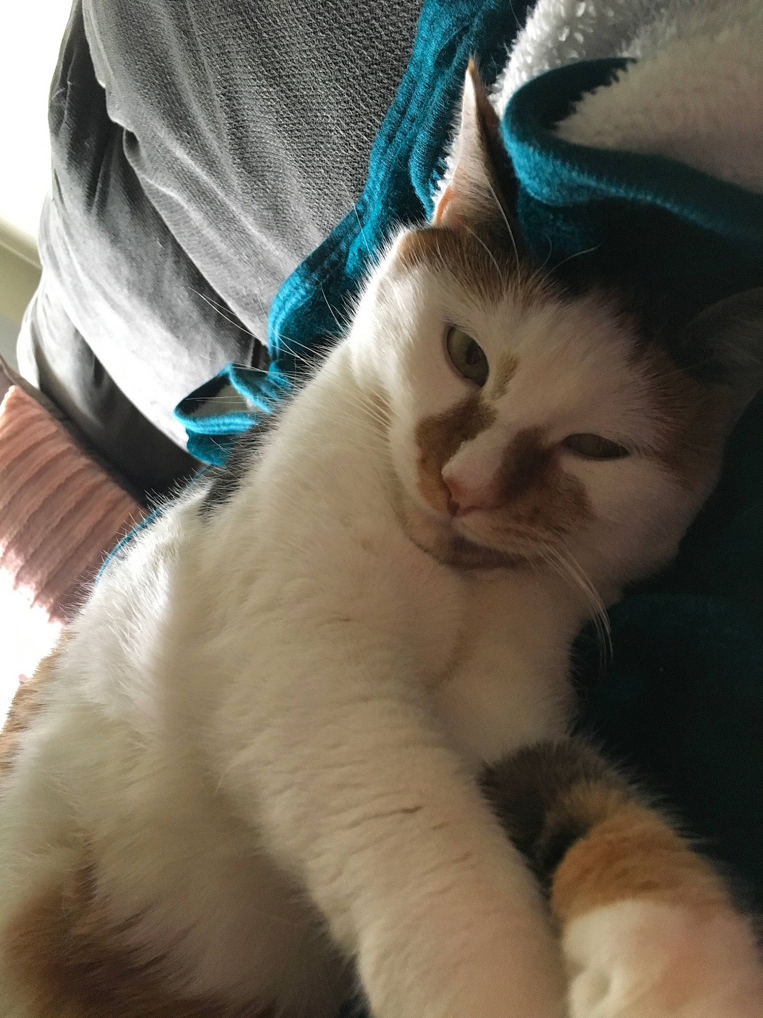 Smores is registered to the contest to win money with this photo: asian, carnivore, cat, ear, eye, fawn, felidae, fur, kitten, mammal, nose, ojos_azules, ragdoll, small_to_medium_sized_cats, turkish_van, whiskers