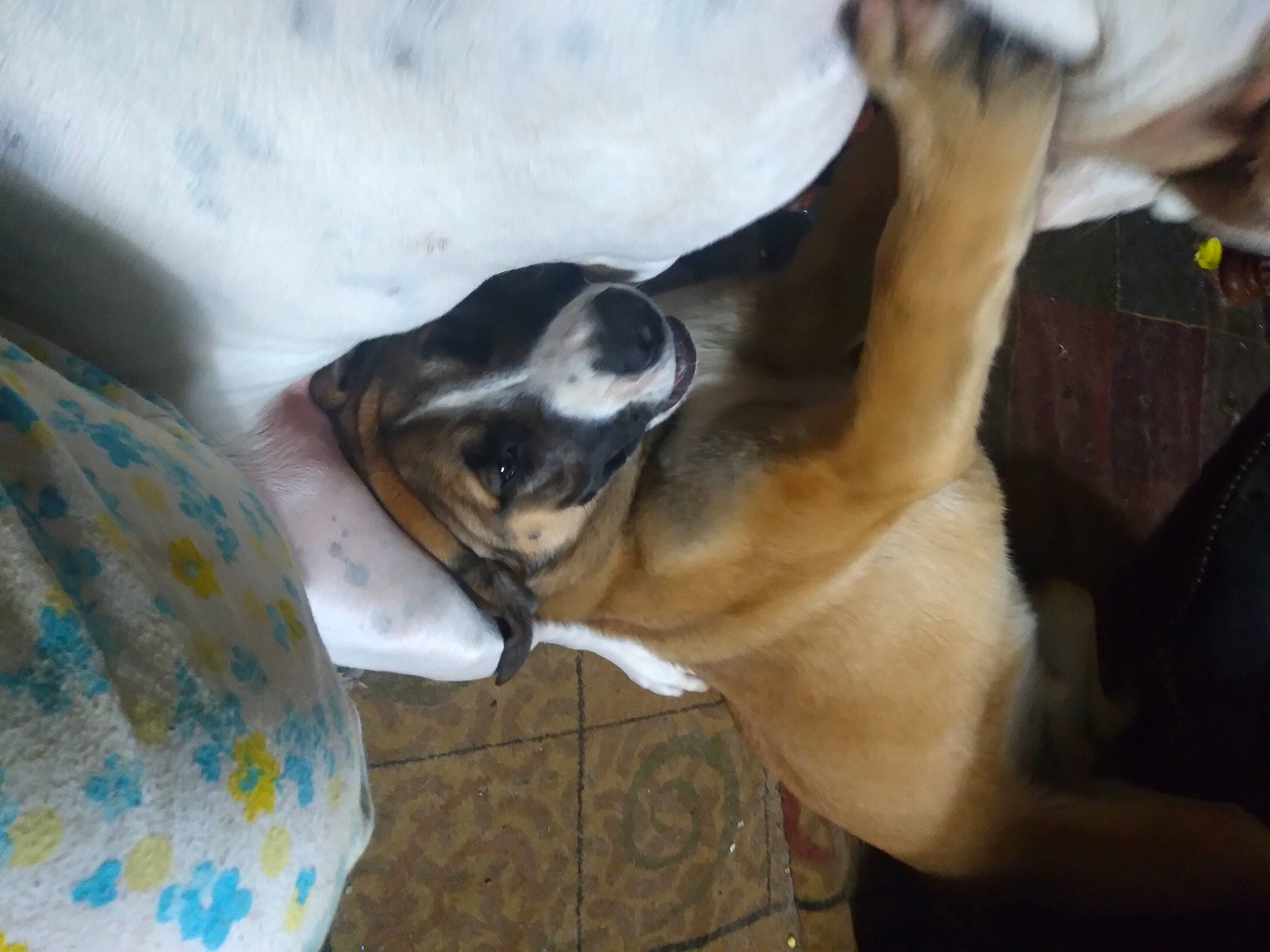 Willie Dog is registered to the contest to win money with this photo: canidae, carnivore, collar, comfort, companion_dog, dog, dog_breed, dog_collar, fawn, guard_dog, nap, paw, pet_supply, puppy, sporting_group, tail, terrestrial_animal, whiskers, working_animal, working_dog