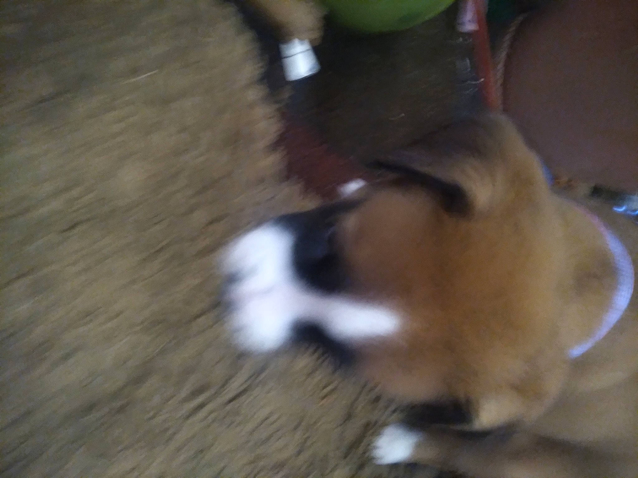 Willie Dog is registered to the contest to win money with this photo: canidae, carnivore, companion_dog, dog, dog_breed, fawn, flooring, fur, hardwood, human_leg, non_sporting_group, paw, snout, sporting_group, tail, wood