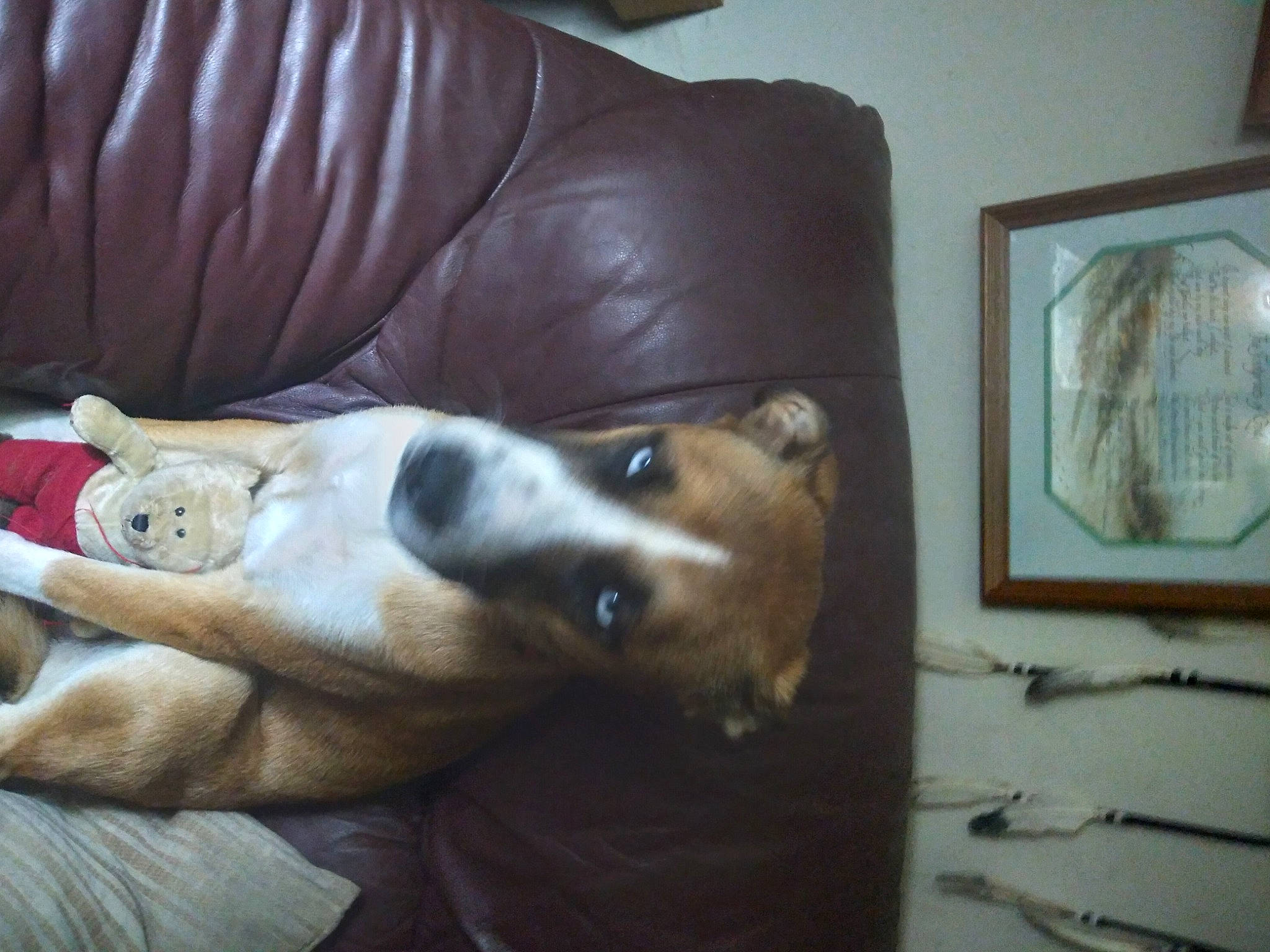 Myne is registered to the contest to win money with this photo: canidae, carnivore, comfort, companion_dog, couch, dog, dog_breed, fawn, fur, human_leg, jaw, nap, picture_frame, room, snout, sofa_bed, sporting_group, studio_couch, whiskers, working_animal