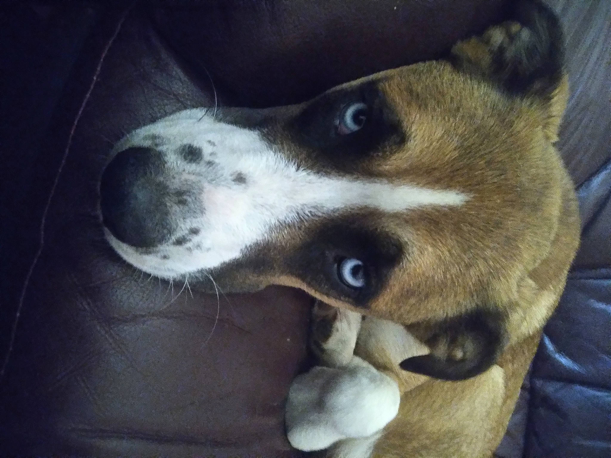 Myne is registered to the contest to win money with this photo: canidae, carnivore, companion_dog, dog, dog_breed, fawn, fur, non_sporting_group, paw, snout, sporting_group, square, whiskers, working_animal