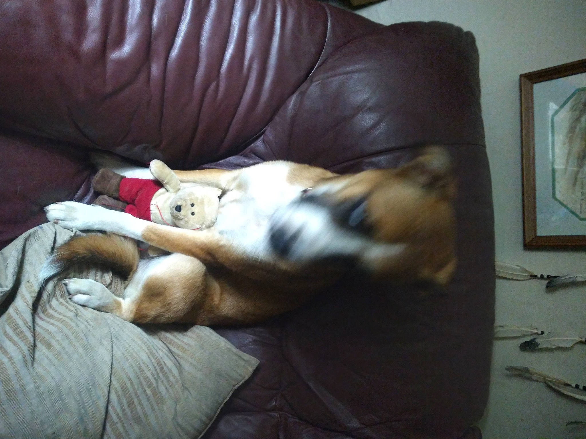 Myne joined the competition — help win amazing prizes! carnivore, cat, comfort, companion_dog, couch, dog_breed, domestic_short_haired_cat, felidae, fur, hardwood, lap, linens, paw, picture_frame, room, small_to_medium_sized_cats, tail, textile, whiskers, wood