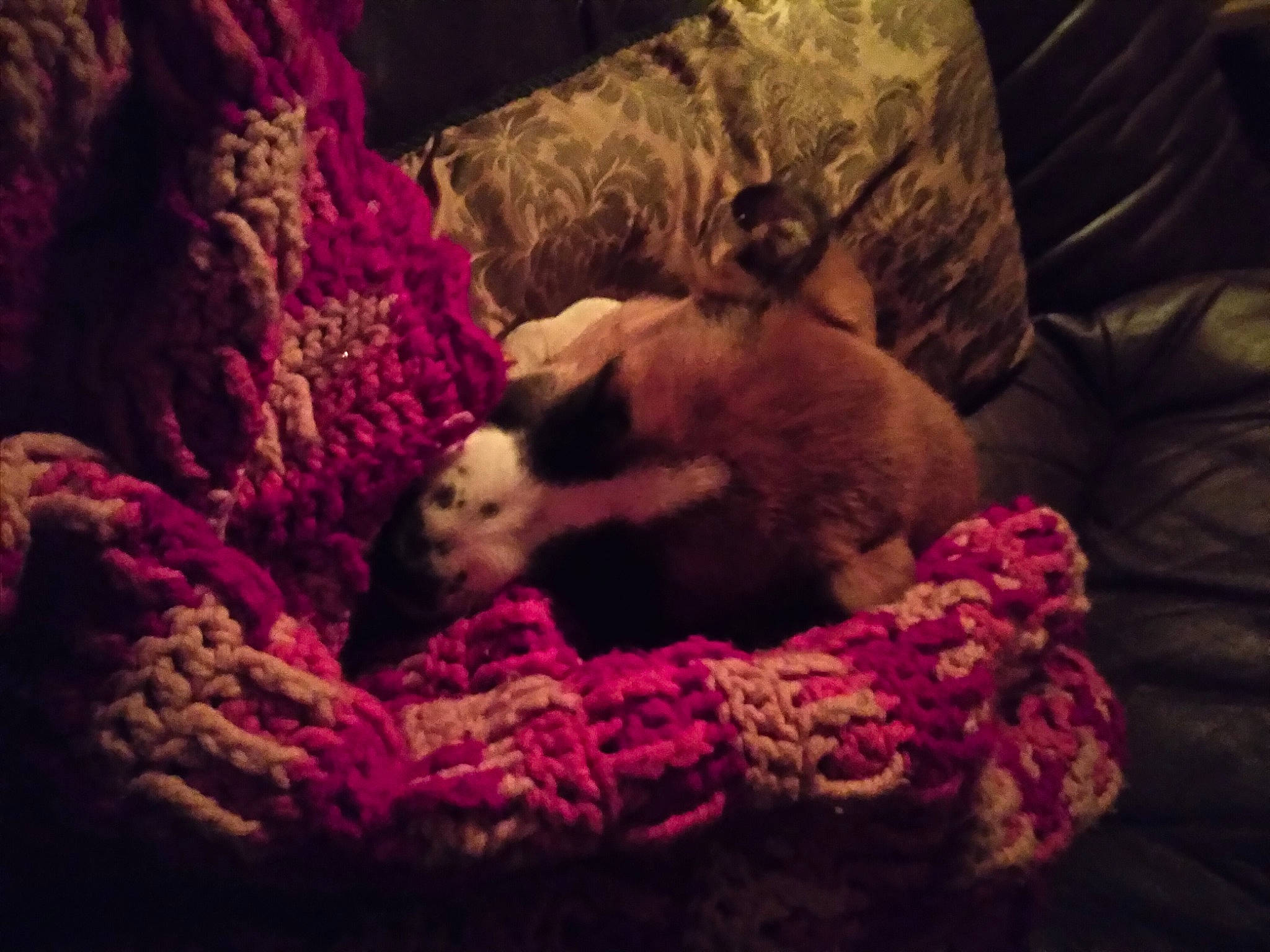 Myne is registered to the contest to win money with this photo: art, canidae, carnivore, cloud, comfort, companion_dog, fawn, felidae, fur, grass, linens, magenta, pink, purple, sky, small_to_medium_sized_cats, tail, toy, toy_dog, wool