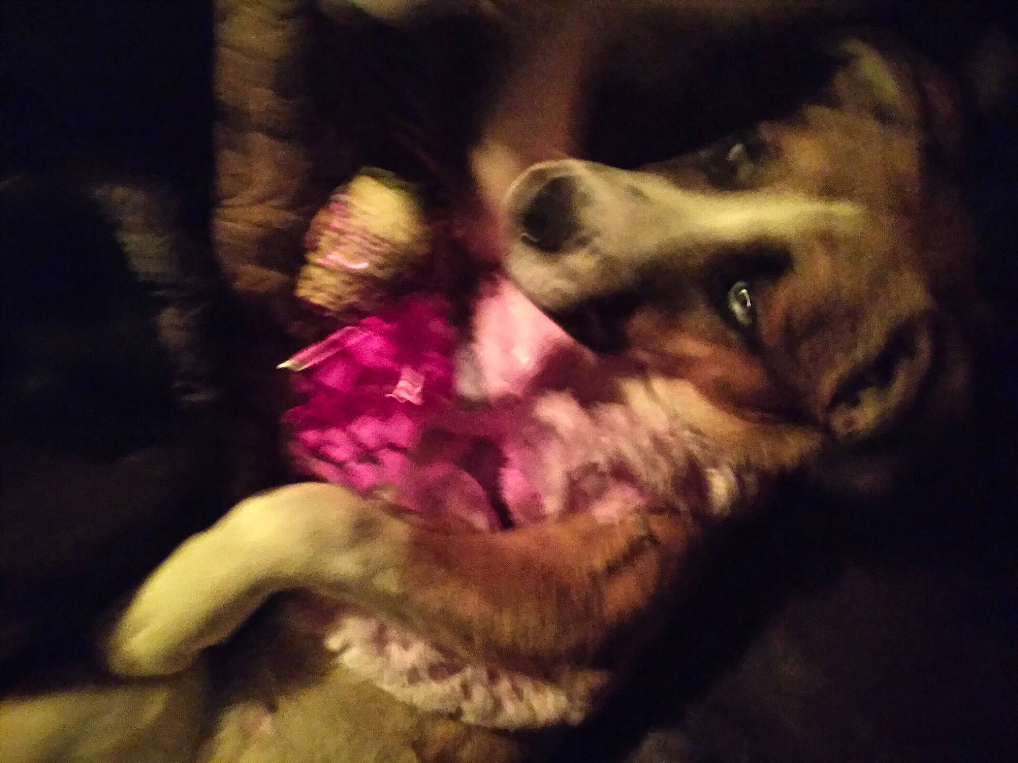 Myne joined the competition — help win amazing prizes! carnivore, cloud, companion_dog, darkness, dog, dog_breed, ear, fur, jaw, magenta, meteorological_phenomenon, night, paw, puppy_love, sky, sporting_group, square, tints_and_shades, whiskers, working_animal