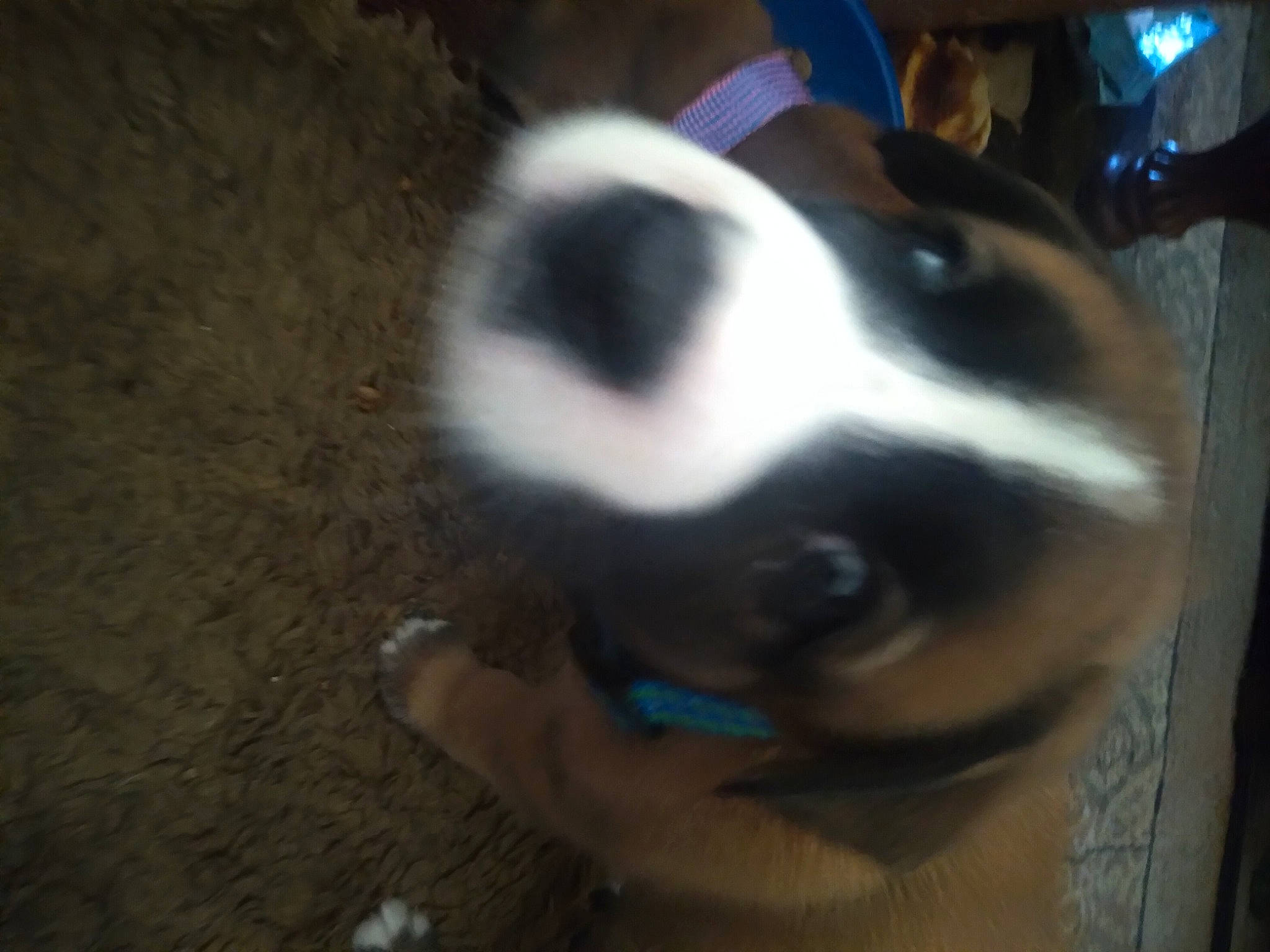 Willie Dog is registered to the contest to win money with this photo: canidae, carnivore, collar, companion_dog, dog, dog_breed, dog_supply, fawn, fur, non_sporting_group, snout, sporting_group, terrestrial_animal, whiskers, working_animal, working_dog