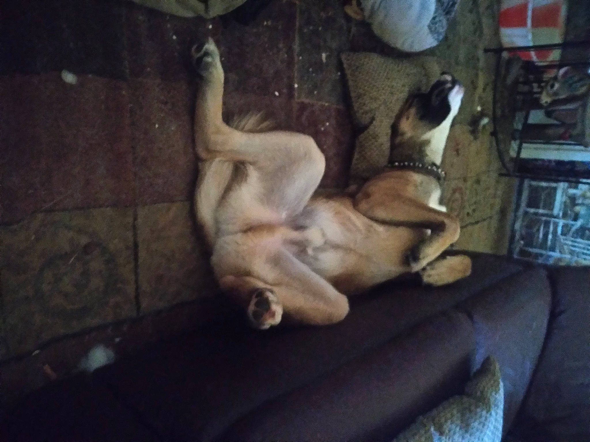 Willie Dog is registered to the contest to win money with this photo: canidae, carnivore, comfort, companion_dog, darkness, dog, dog_breed, fawn, felidae, guard_dog, non_sporting_group, paw, snout, sporting_group, tail, toy_dog, working_animal