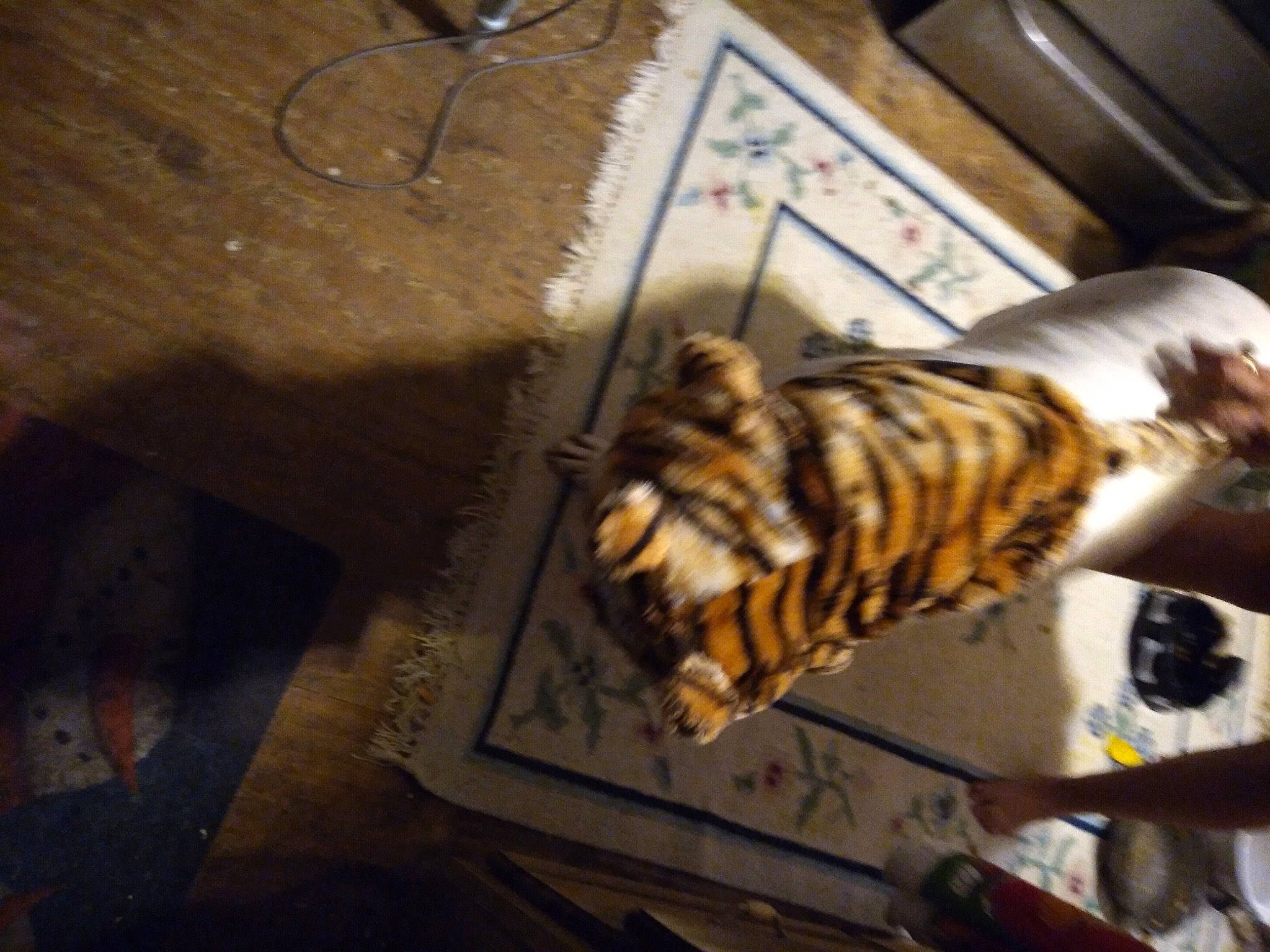 Punkn joined the competition — help win amazing prizes! brown, carnivore, darkness, feather, felidae, flooring, font, fur, gas, metal, room, shadow, small_to_medium_sized_cats, still_life_photography, tail, tiger, visual_arts, whiskers, wing, wood