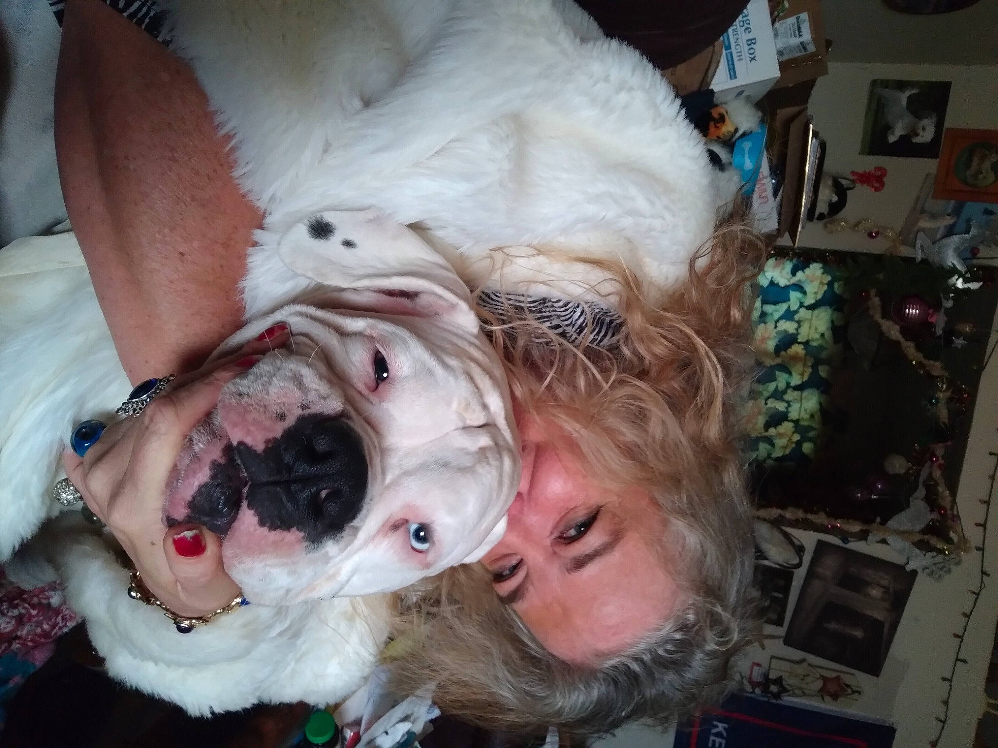 Mr.nelson joined the competition — help win amazing prizes! canidae, carnivore, companion_dog, dog, dog_breed, ear, eyewear, fawn, fictional_character, fun, fur, jaw, mammal, mouth, personal_protective_equipment, red_eye_effect, snout, sporting_group, vertebrate, whiskers