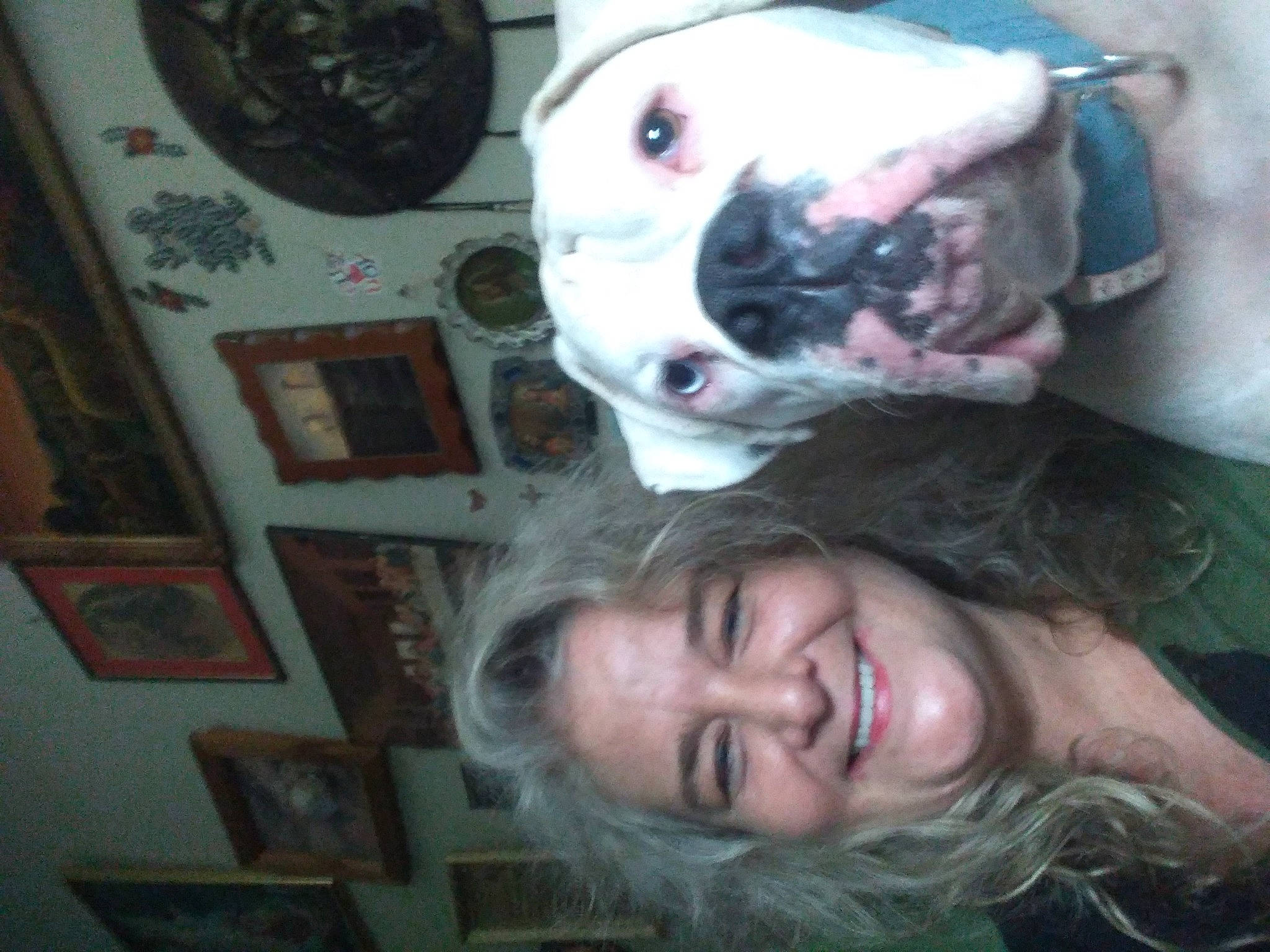 Mr.nelson joined the competition — help win amazing prizes! bulldog, carnivore, companion_dog, dog, dog_breed, ear, fawn, fur, happy, head, jaw, mouth, nose, organ, picture_frame, skin, snout, sporting_group, throat, whiskers