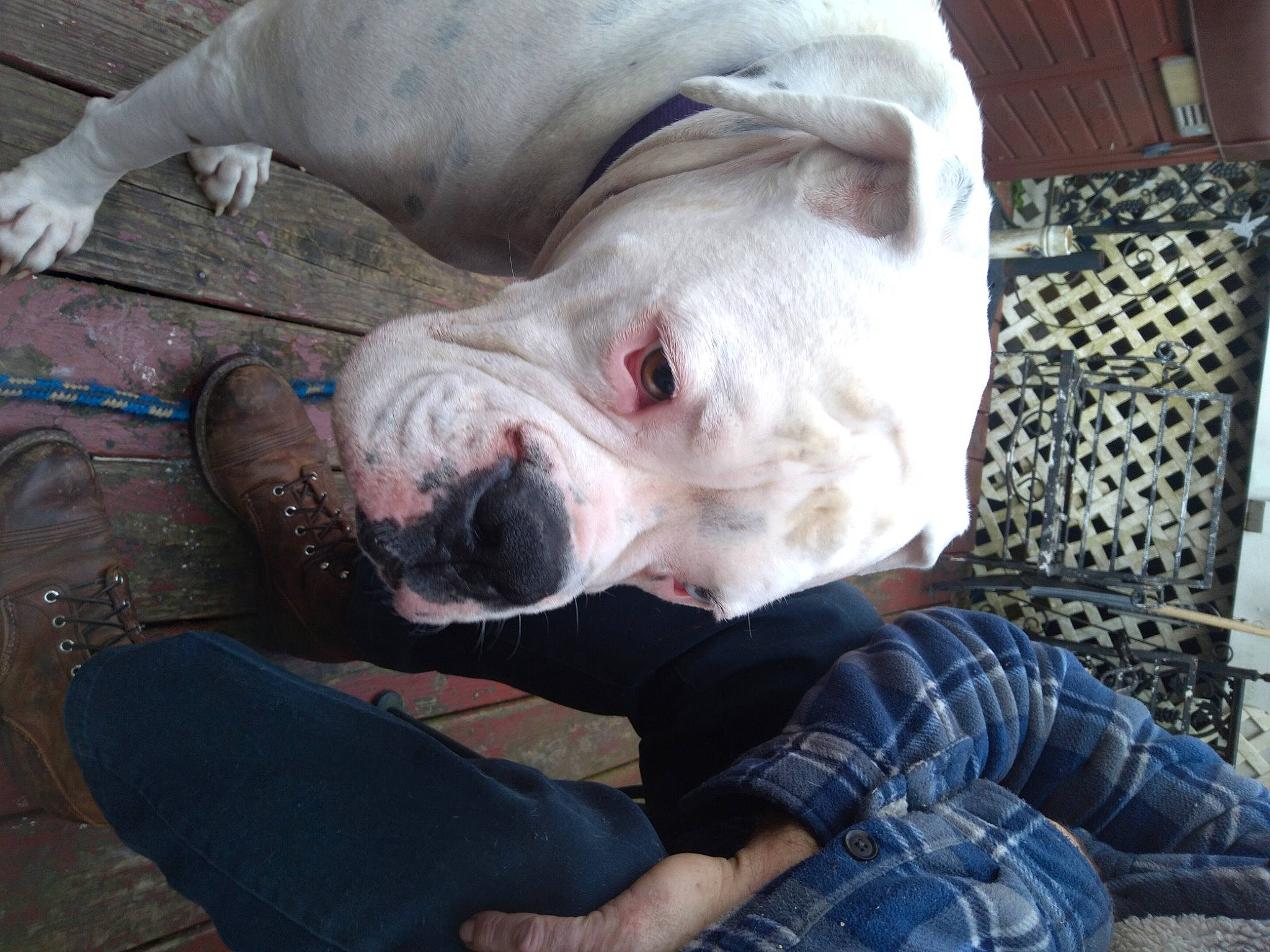 Mr.nelson joined the competition — help win amazing prizes! canidae, carnivore, comfort, companion_dog, dog, dog_breed, dog_supply, fawn, fur, jaw, jeans, pattern, pet_supply, plaid, snout, sporting_group, tartan, terrestrial_animal, whiskers, working_animal