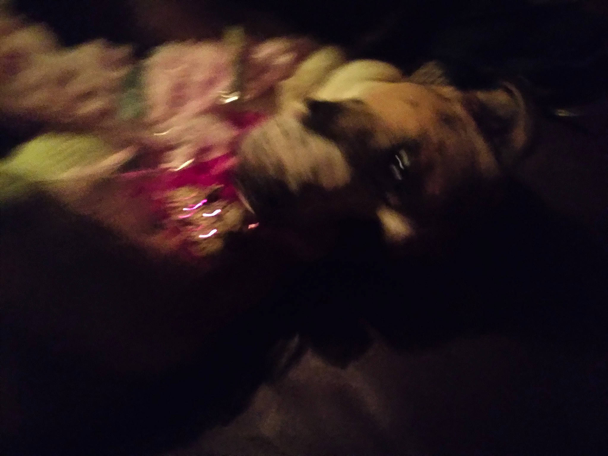 Luna is registered to the contest to win money with this photo: automotive_lighting, canidae, carnivore, cloud, companion_dog, darkness, dog, dog_breed, fawn, felidae, fur, meteorological_phenomenon, midnight, plant, sky, small_to_medium_sized_cats, snout, sporting_group, tints_and_shades, whiskers